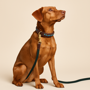 Luxury Dog Collars Vs Regular Dog Collars: What’s the Difference