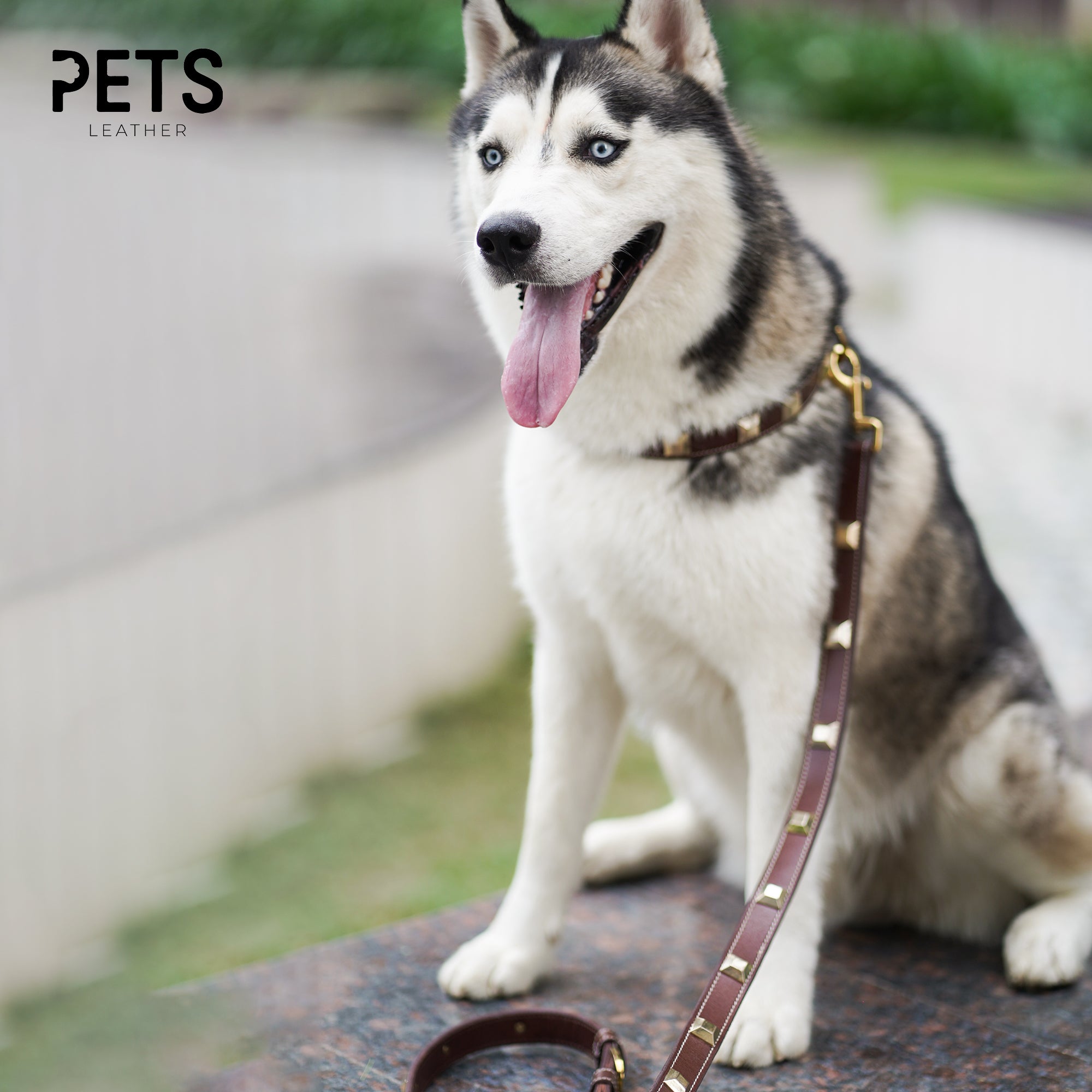 Leather Pet Accessories: A Guide to Luxury Dog Accessories for Modern Pets