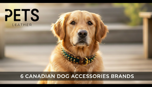 6 Best High-Quality Dog Accessories Brands