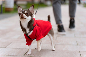 How to Find the Right Fit: Sizing & Measurements for Dog Clothes & Shoes in Canada