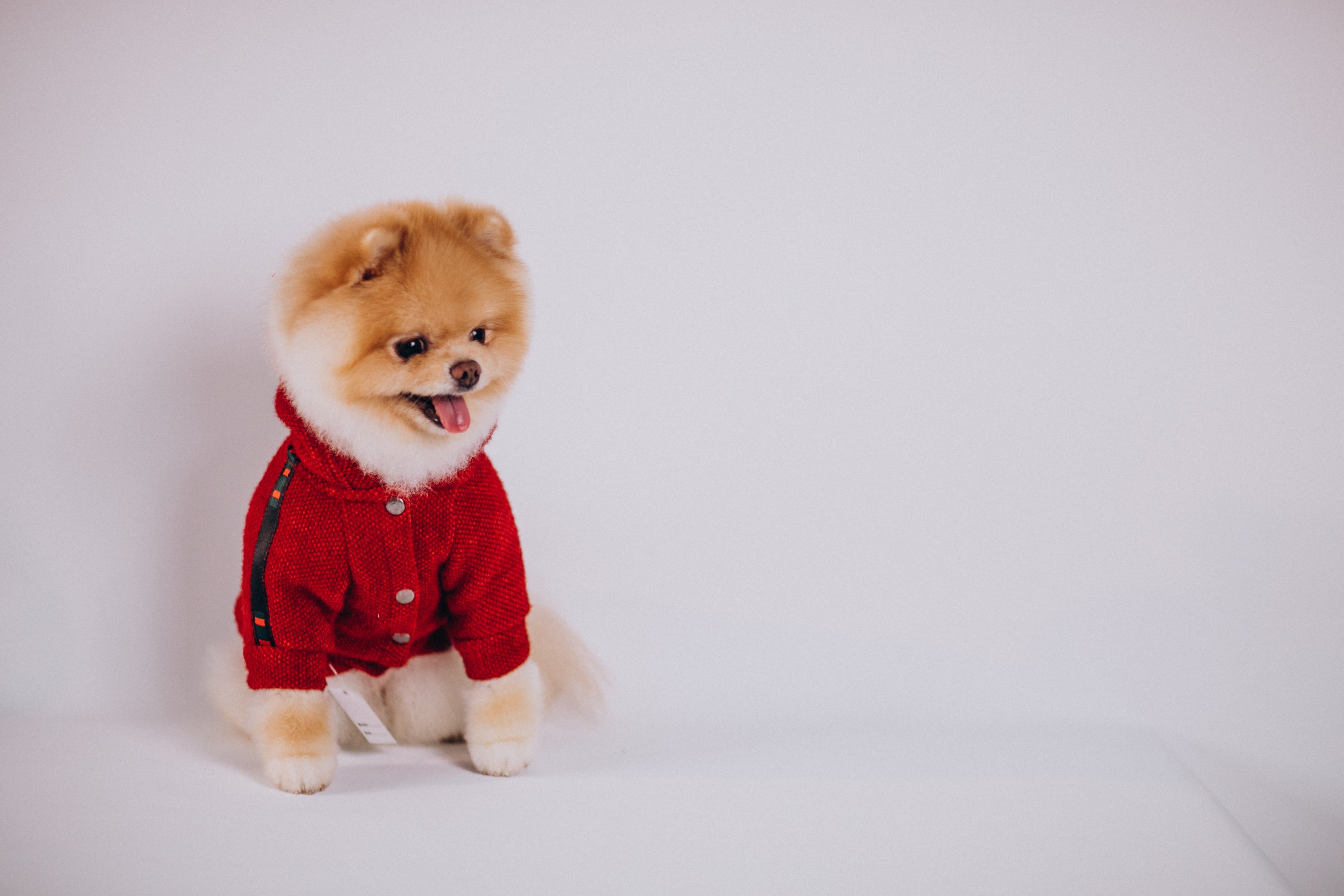 Do Dogs Need Winter Coats? A Guide to Keeping Your Dog Warm and Safe