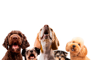 What Should You Look for in a Quality Dog Collar for Small Breeds?