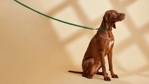The Best Leashes for Dogs That Pull