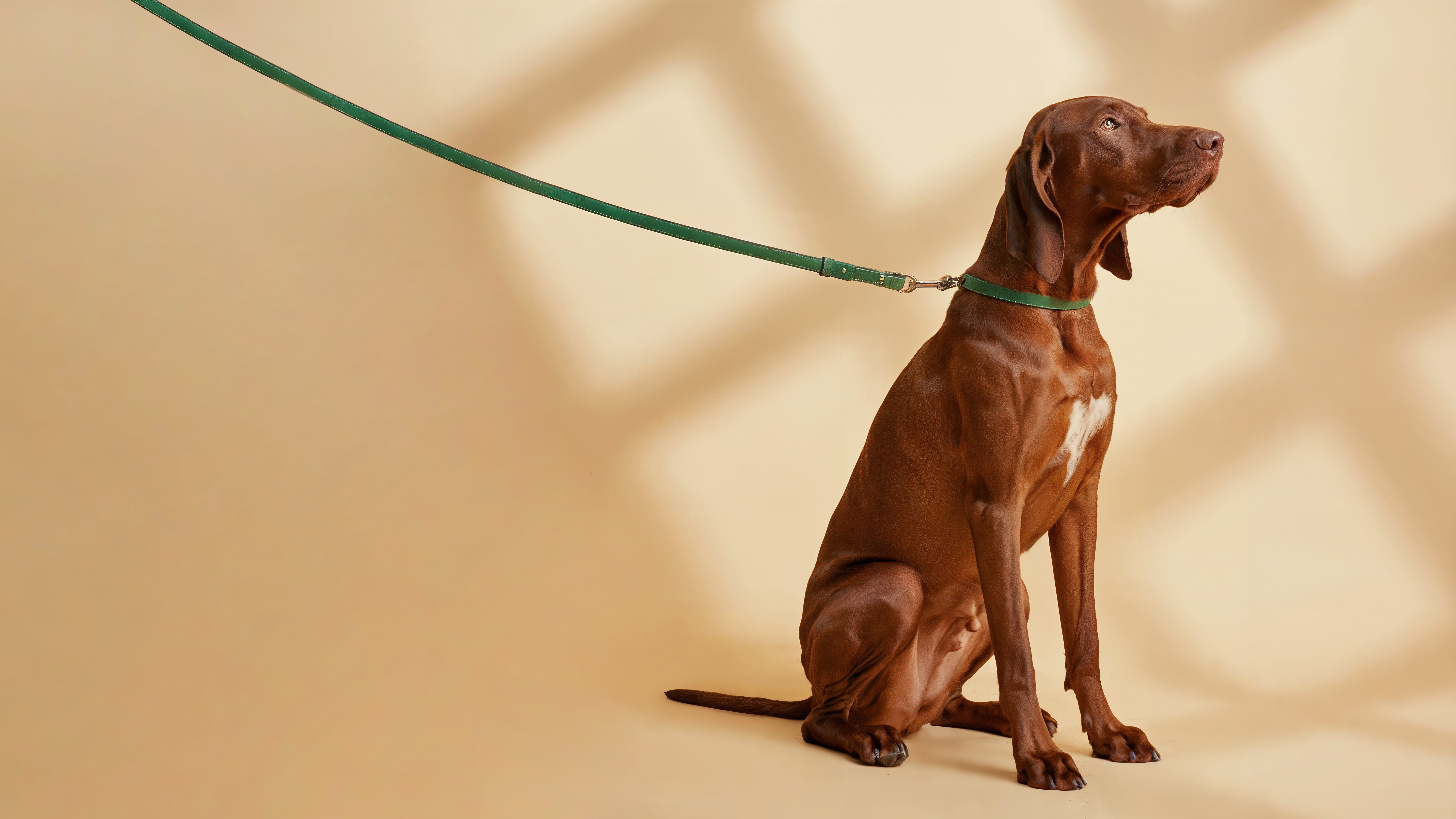 Leather Dog Leashes: Choosing a Premium & Luxury Leather Leash for Everyday Walks