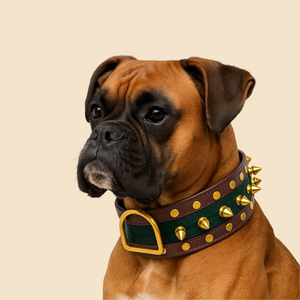 Essential Items You Need When Walking Your Dog