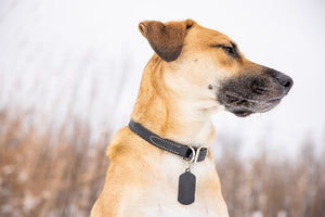Top 5 Durable Dog Collars for Active Canadian Dogs