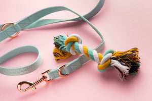 Best Lightweight Leashes & Collars for Dogs in Summer